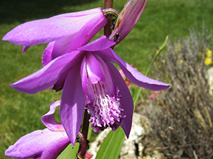 Bletilla