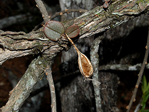 Epiphytische Lebensweise