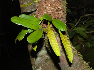 Epiphytische Lebensweise