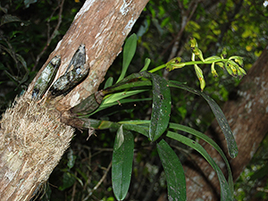 Orchideen am Naturstandort