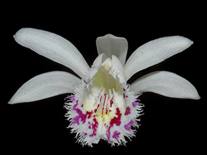 Pleione