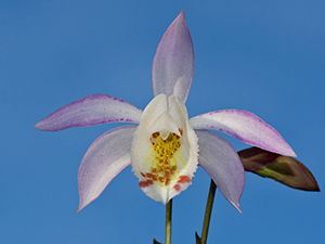 Pleione