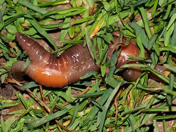 Regenwurm