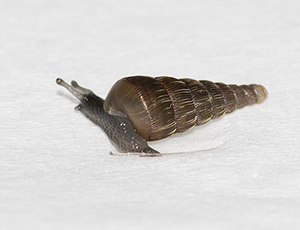 Mini Gehäuseschnecke