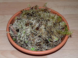 sphagnum