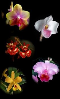 Orchideen für jede Fensterbank