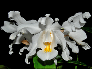 Coelogyne