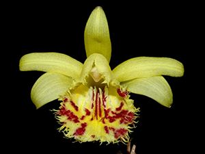 Pleione