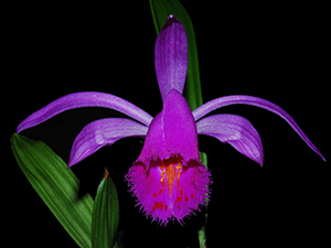 Pleione